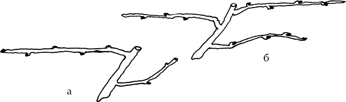 Иллюстрация к книге — Большая энциклопедия виноградаря [_7.jpg]