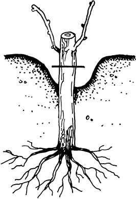 Иллюстрация к книге — Большая энциклопедия виноградаря [_71.jpg]