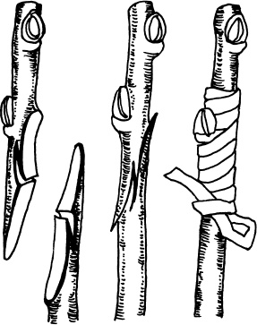 Иллюстрация к книге — Большая энциклопедия виноградаря [_75.jpg]