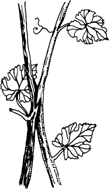 Иллюстрация к книге — Большая энциклопедия виноградаря [_78.jpg]