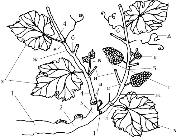 Иллюстрация к книге — Большая энциклопедия виноградаря [_8.jpg]