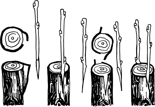 Иллюстрация к книге — Большая энциклопедия виноградаря [_80.jpg]