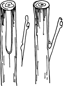 Иллюстрация к книге — Большая энциклопедия виноградаря [_81.jpg]