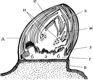 Иллюстрация к книге — Большая энциклопедия виноградаря [_9.jpg]