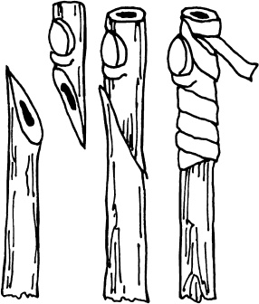 Иллюстрация к книге — Большая энциклопедия виноградаря [_90.jpg]