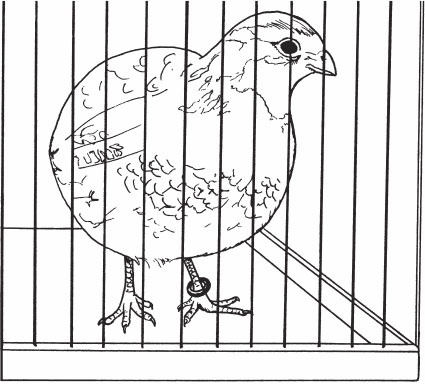 Иллюстрация к книге — Птицеводство для начинающих. Полный справочник [_11.jpg]