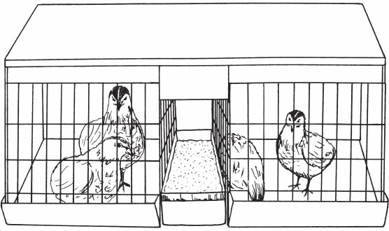 Иллюстрация к книге — Птицеводство для начинающих. Полный справочник [_12.jpg]