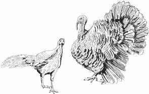 Иллюстрация к книге — Птицеводство для начинающих. Полный справочник [_21.jpg]