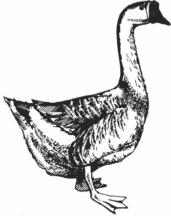 Иллюстрация к книге — Птицеводство для начинающих. Полный справочник [_25.jpg]