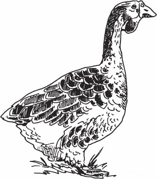 Иллюстрация к книге — Птицеводство для начинающих. Полный справочник [_27.jpg]