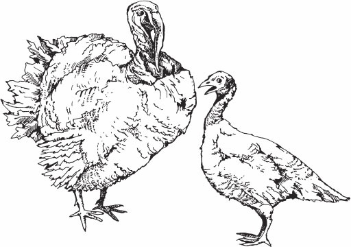 Иллюстрация к книге — Птицеводство для начинающих. Полный справочник [_28.jpg]