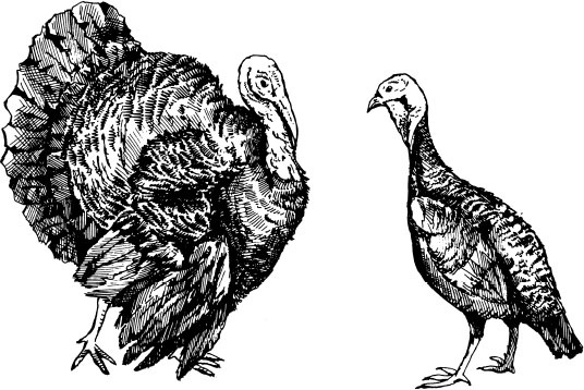 Иллюстрация к книге — Птицеводство для начинающих. Полный справочник [_29.jpg]