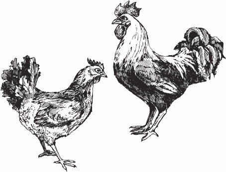 Иллюстрация к книге — Птицеводство для начинающих. Полный справочник [_31.jpg]