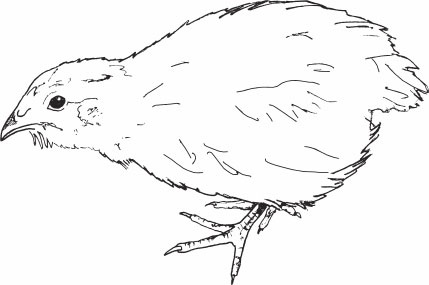 Иллюстрация к книге — Птицеводство для начинающих. Полный справочник [_33.jpg]