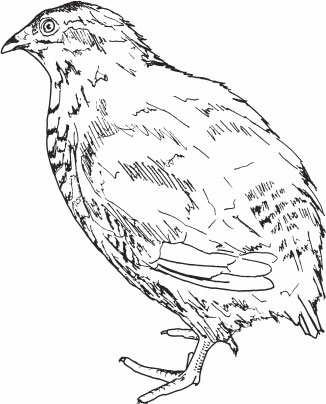 Иллюстрация к книге — Птицеводство для начинающих. Полный справочник [_34.jpg]