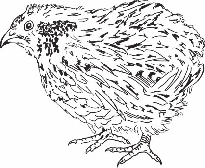 Иллюстрация к книге — Птицеводство для начинающих. Полный справочник [_35.jpg]