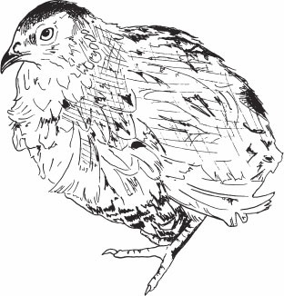 Иллюстрация к книге — Птицеводство для начинающих. Полный справочник [_37.jpg]