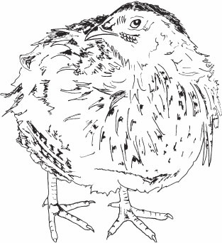 Иллюстрация к книге — Птицеводство для начинающих. Полный справочник [_39.jpg]