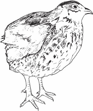 Иллюстрация к книге — Птицеводство для начинающих. Полный справочник [_40.jpg]