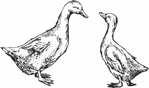 Иллюстрация к книге — Птицеводство для начинающих. Полный справочник [_42.jpg]