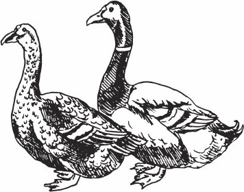 Иллюстрация к книге — Птицеводство для начинающих. Полный справочник [_43.jpg]