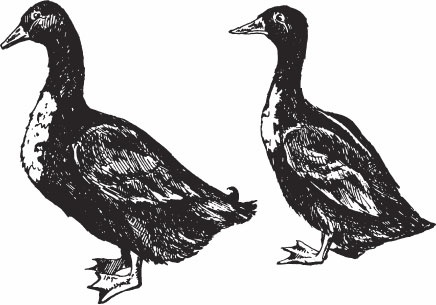 Иллюстрация к книге — Птицеводство для начинающих. Полный справочник [_45.jpg]