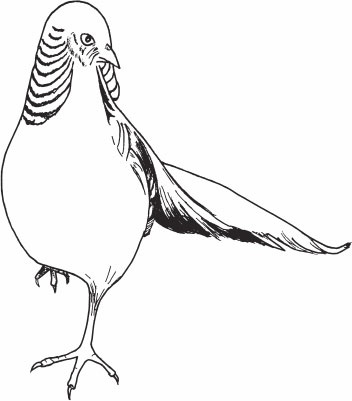 Иллюстрация к книге — Птицеводство для начинающих. Полный справочник [_47.jpg]