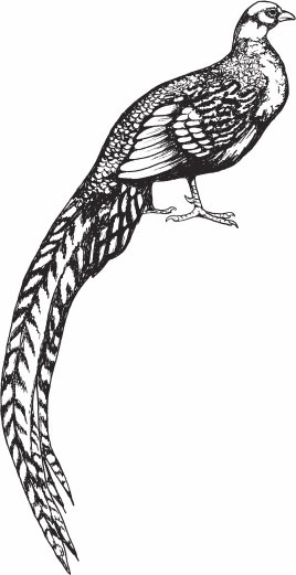 Иллюстрация к книге — Птицеводство для начинающих. Полный справочник [_48.jpg]