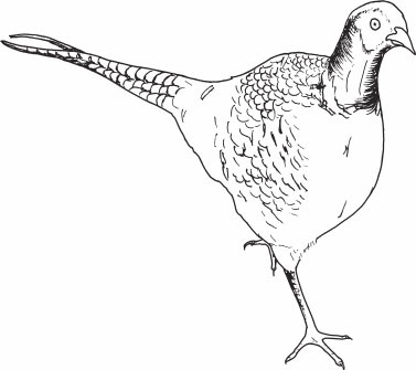 Иллюстрация к книге — Птицеводство для начинающих. Полный справочник [_49.jpg]