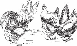 Иллюстрация к книге — Птицеводство для начинающих. Полный справочник [_50.jpg]