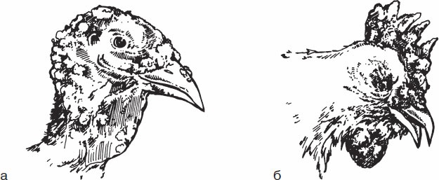 Иллюстрация к книге — Птицеводство для начинающих. Полный справочник [_51.jpg]