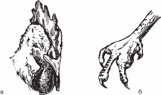 Иллюстрация к книге — Птицеводство для начинающих. Полный справочник [_52.jpg]