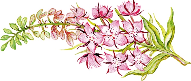 Иллюстрация к книге — Сказки о природе [i_001.jpg]