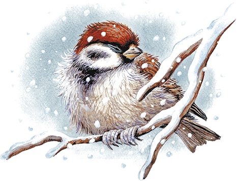 Иллюстрация к книге — Сказки о природе [i_029.jpg]