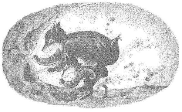 Иллюстрация к книге — Фантастический мистер Фокс [i_018.jpg]