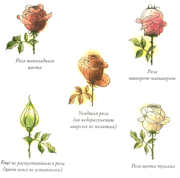 Иллюстрация к книге — Садовник Флоренций [i_010.jpg]