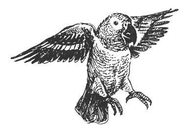 Иллюстрация к книге — Гарри и попугай [i_011.jpg]