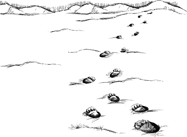 Иллюстрация к книге — Рождественские истории. Покатай меня, медведица! [i_024.jpg]