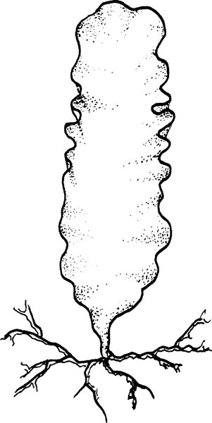 Иллюстрация к книге — Нескучная биология [_100.jpg]