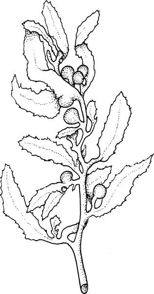 Иллюстрация к книге — Нескучная биология [_101.jpg]