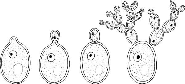Иллюстрация к книге — Нескучная биология [_110.jpg]