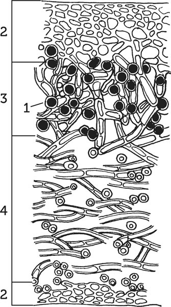 Иллюстрация к книге — Нескучная биология [_116.jpg]