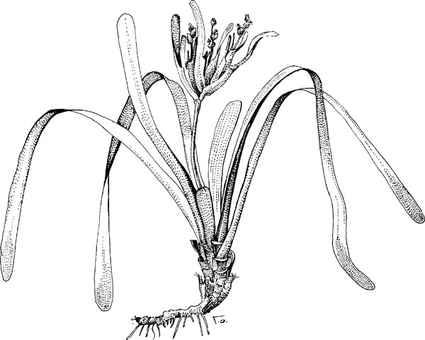 Иллюстрация к книге — Нескучная биология [_1202.jpg]