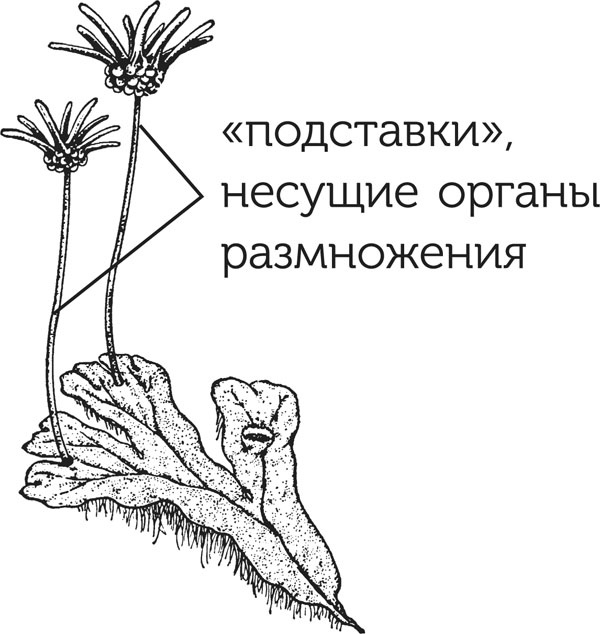 Иллюстрация к книге — Нескучная биология [_1281.jpg]