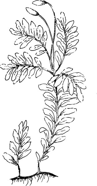 Иллюстрация к книге — Нескучная биология [_1291.jpg]