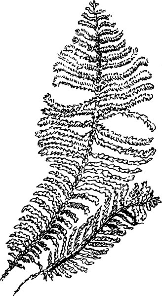 Иллюстрация к книге — Нескучная биология [_1292.jpg]