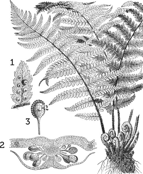 Иллюстрация к книге — Нескучная биология [_1312.jpg]