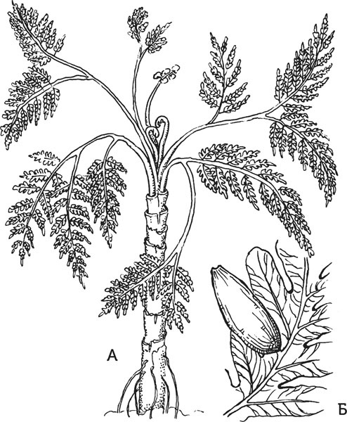 Иллюстрация к книге — Нескучная биология [_137.jpg]