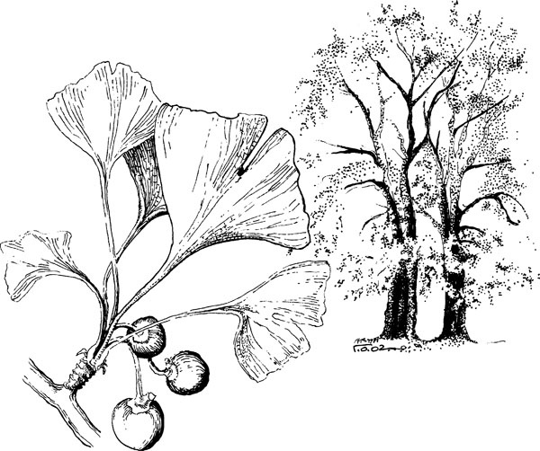 Иллюстрация к книге — Нескучная биология [_138.jpg]