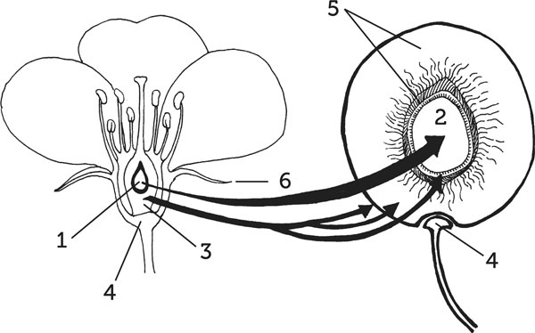 Иллюстрация к книге — Нескучная биология [_144.jpg]